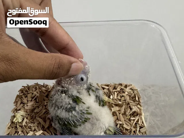 كنيور للبيع