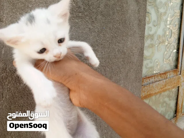 قطط البيع  ذكر اثنين انثى واحدة ذكر واحد  -انثى وكلهم على 55