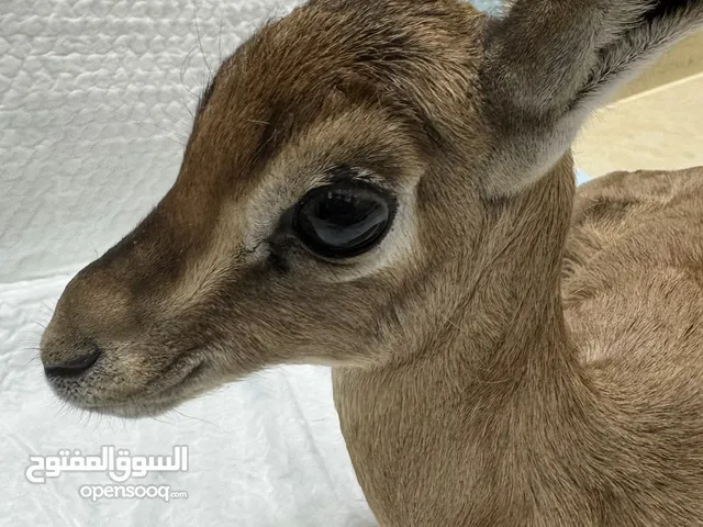 غزال الدماني عمر عشر ايام