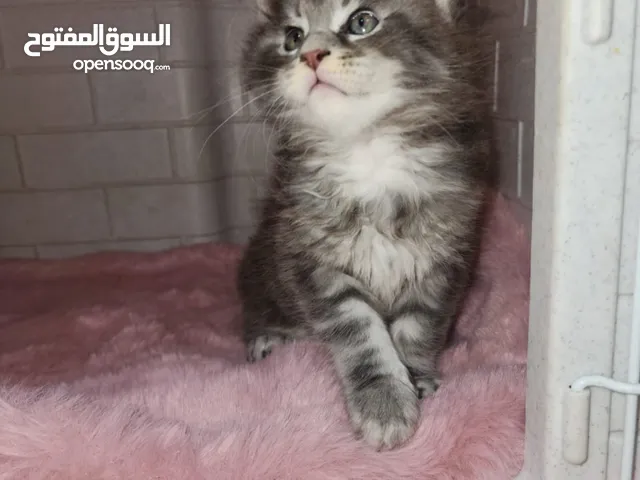 Maine coons kittens 45 days 1 polidac beautiful colors active playful