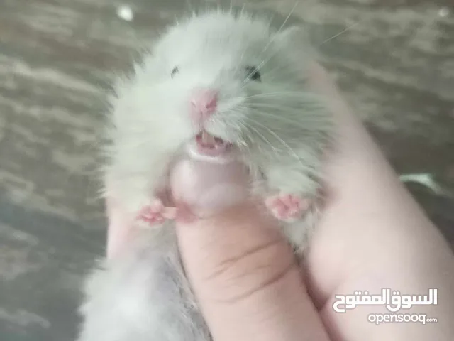 هامستر اللونغ هير و الشورت هير عدد ( 6 ) العمر شهر ونص سعر الواحد 4دنانير