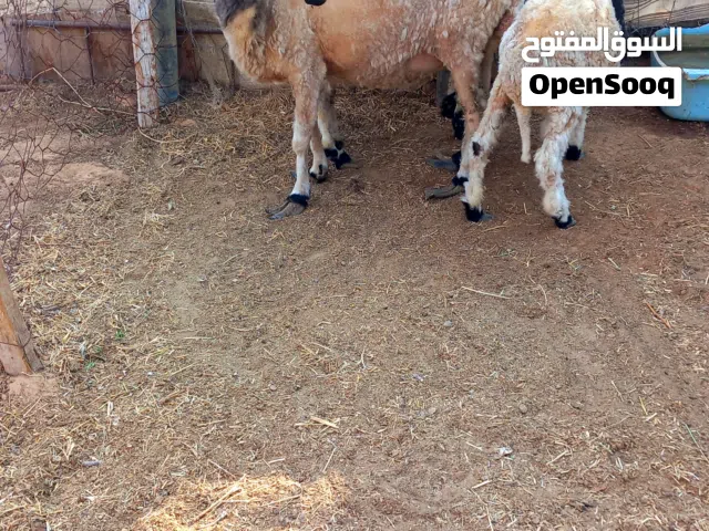 بسم الله الرحمن الرحيم  متوفر زوز نعجات وحده تحته فطيمة وحده عشرء وحده سدسه وحده جامعه  ماشاء الله ر