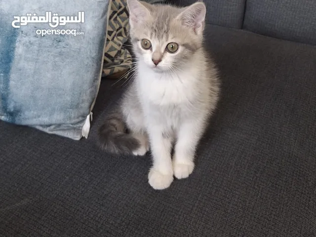 قطط للبيع وحدة سكوتش فولد وحدة مكس شيرازي