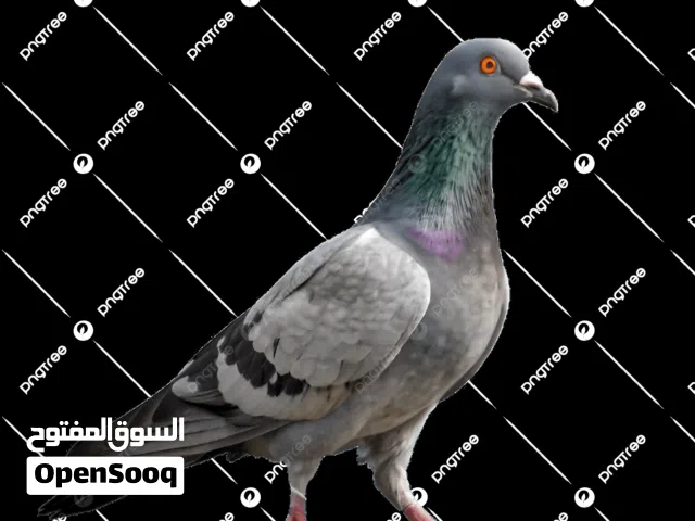 موجود حمام بلدي الجوز ع ليرتين وربع حمام نخب صحه ونضافه تقريبا سبع جواز