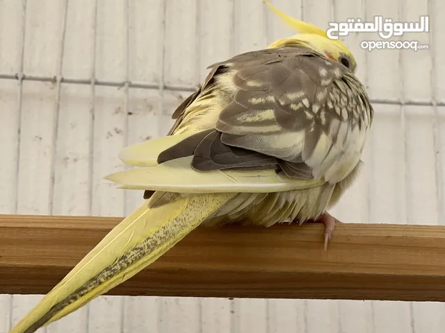 كوكتيل فل ترويض يأكل بروحه مشاء الله عليه