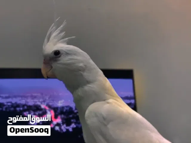 كروان اليف متكلم