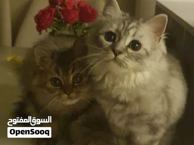 سكونش فولد×شيرازي