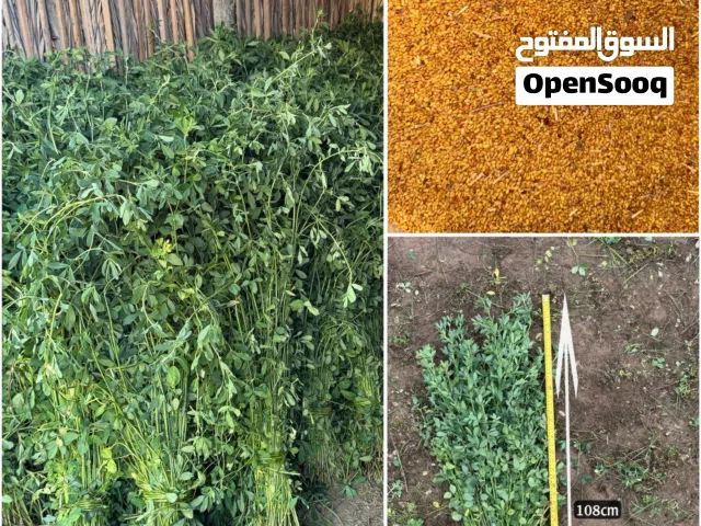 للبيع بذر قت عماني نظيف ومضمون