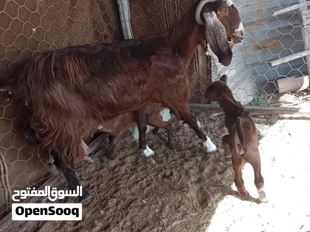 عنز شاميه تبارك الله غليظه السن اول جمع متاومه جدي وعناق في الحليب تبارك الله