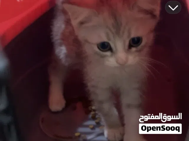 للبيع 40 نظيفه لعوبه مو مطعمه بسبب صغر العمر