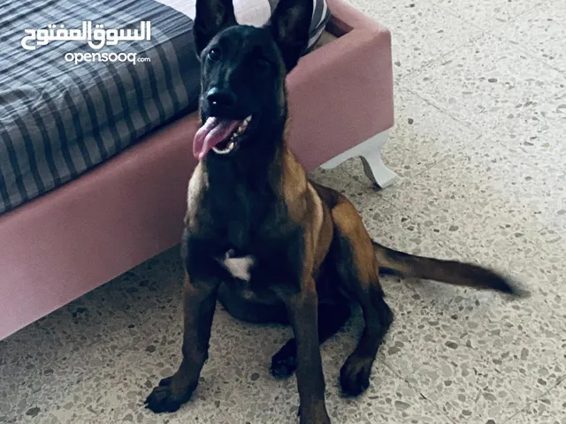 Lalinwa charbon avec un dolara blon