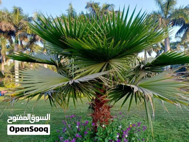 شجرة واشنتونيا