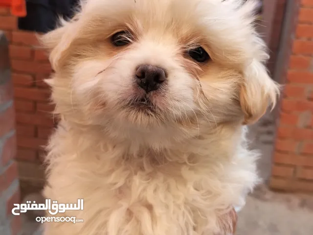 كلاب جريفون