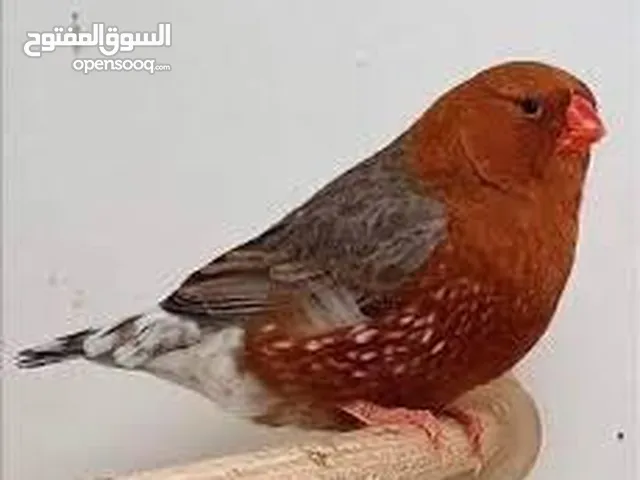 كوم شاركول وبايد شاركول ومقنبر خد اسود اقرا التفاصيل