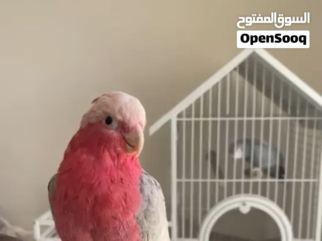 ببغاء كوكاتو جالا