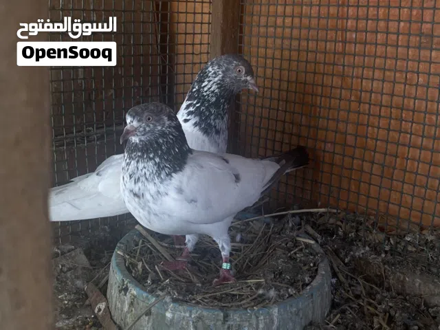 للبيع زوج جولدن منتج او لابدل