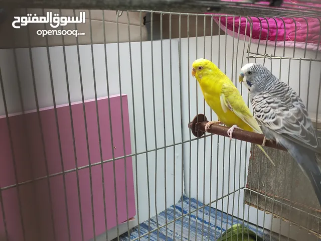 طيور حب العدد( 6 )2منهم ذكر وأنثى واربع عصافير حب مع اقفاصهم ب 25