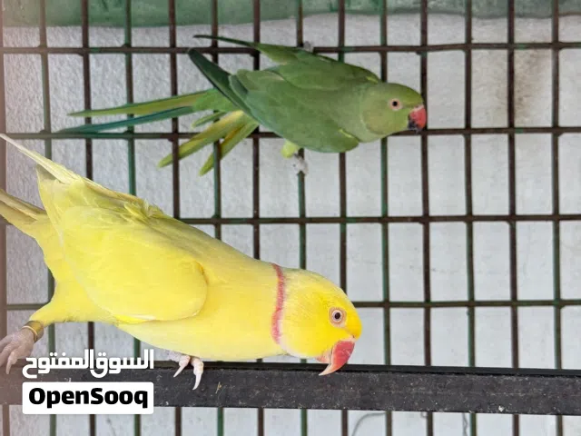 ببغاء للبيع