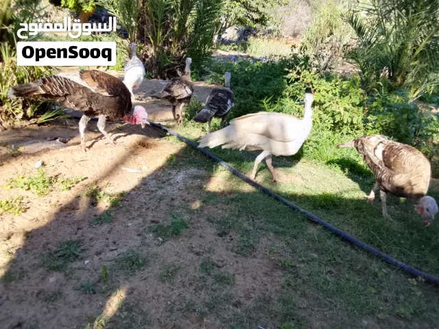 ديك واربعه دجاج رومي