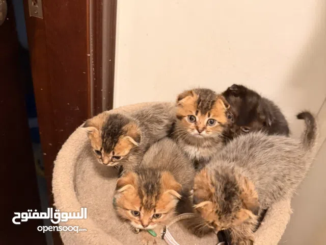 Scottish fold kitten 45 days old Boys and girl