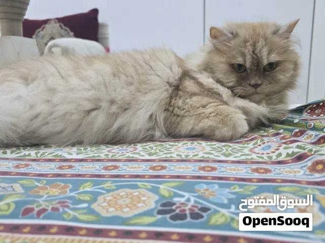 her name is lucky and she is very good cat
