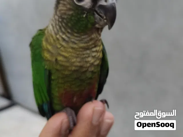 كنيور  كرين شيك اليف طينة. ما بيه عضة