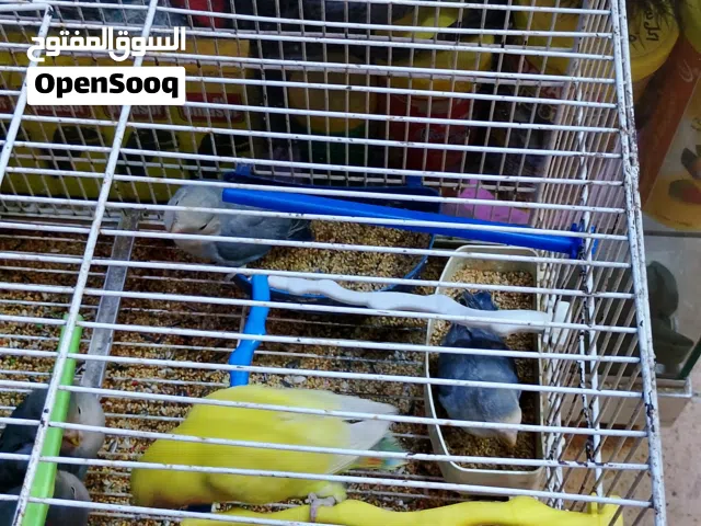 فراخ روز مشكلات