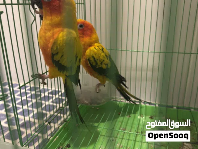 صن كنيور زوج للبيع