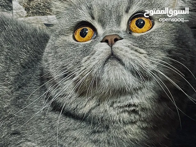 قط نوعه سكوتش فولد للبيع