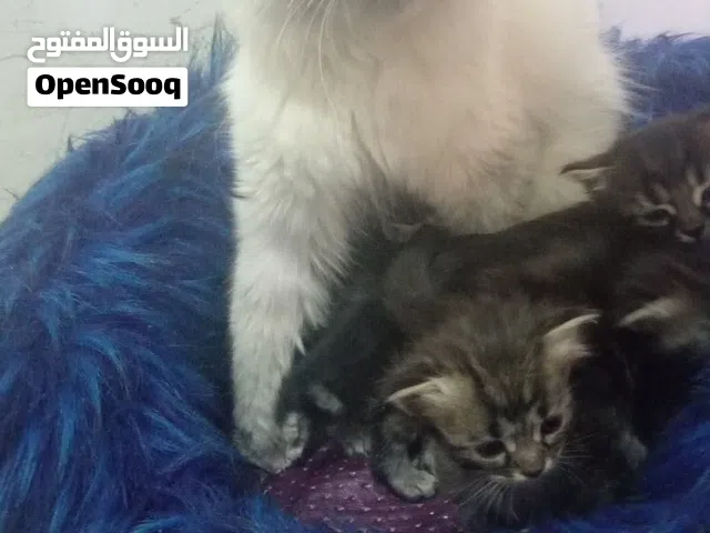 هملايا تشوكلت عمر الام سنة و 7 أشهر معها 5 كتنز متعودين على اللتر بوكس والدراي فود لعوبين جدا وآلام