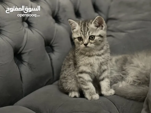 كتن سكوتش فولد و ستريت وام منتجه