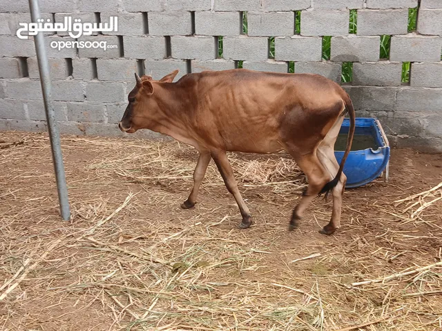 اابقار لتربيه
