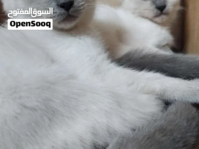 Siamese kittens
