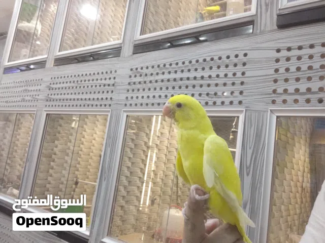 بيع دره لاتيني