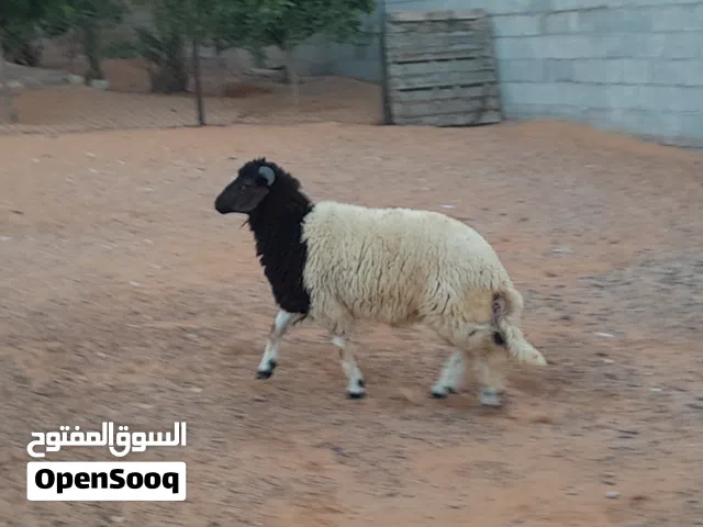 خروف وطني الله يبارك عمره ف7شهور سليم من العيوب والامراض متع تربيه مشالله او موس لبيدبح..