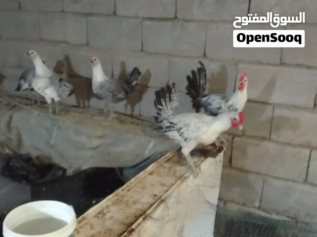 اللهم صلي على محمد وال محمد يتوفر دجاج برانكز اصلي