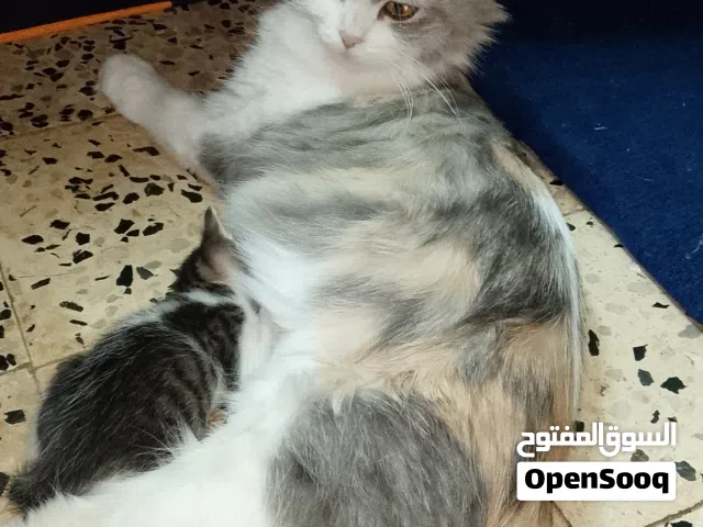 Persian cat for sale