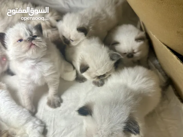 Ragdoll/Himalayan Breed Kittens