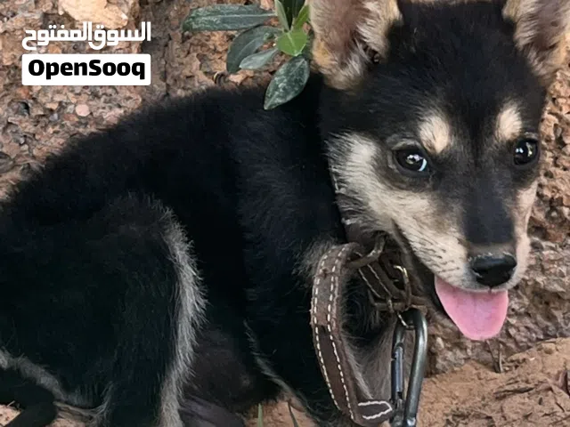 جرو شري يبي تدريب بس ياوم ورفع