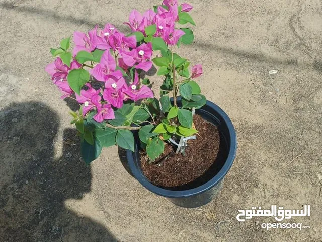 تنسيق حدائق