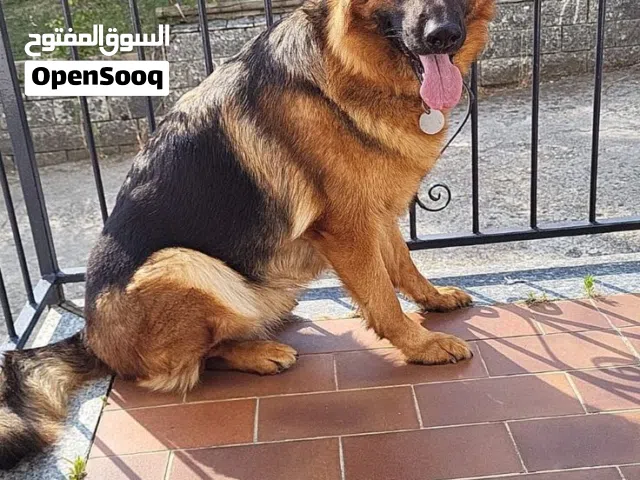 السلام عليكم مطلوب كلب للتبني