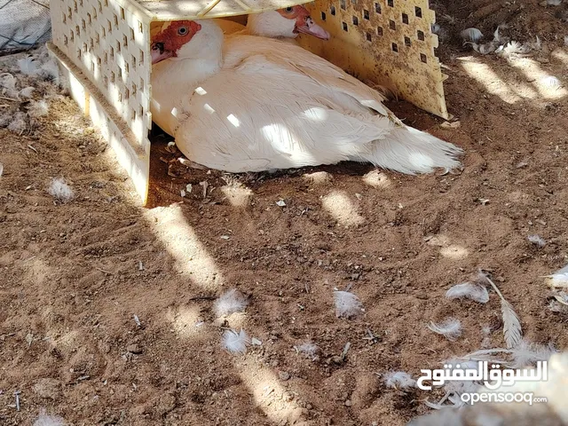 19 حبة بط مصري