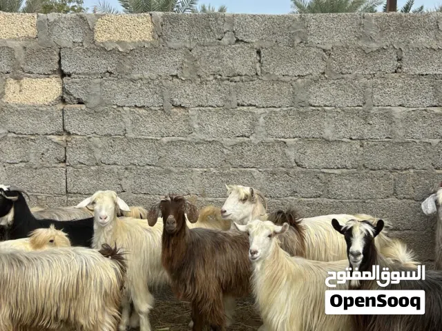يوجد لدينا ذبايح عمانيات سمان فول يوجد لدينا خدمه الذح و التوصيل حسب الاتفاق الذبايح سمان فول