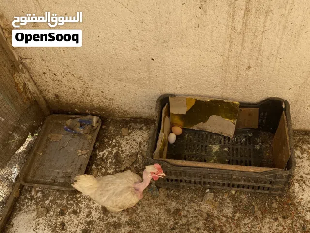 اخر قطعه دجاجه ام ركيبه بيضه وبياضه
