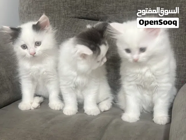 قطط حال بيع