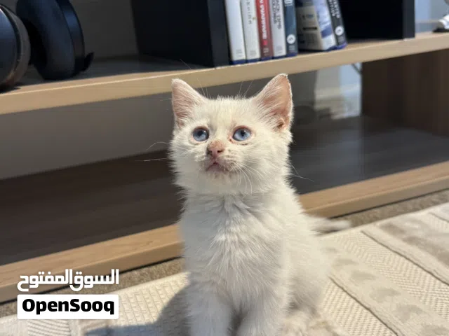 قط منزلي للبيع