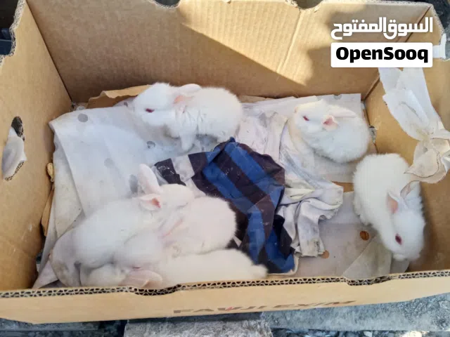 ارنب ابيض أمريكي