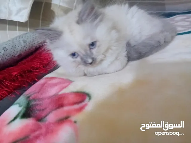 قطه هملايا انثى للبيع عمر ثلاث شهور أكثير لعوبه حنونه مسليه نظيف جدا متعوده على البوكس مدربه