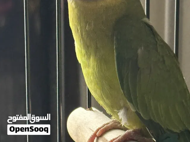ببغاء الرأس البرقوقي plum headed parakeet اليف