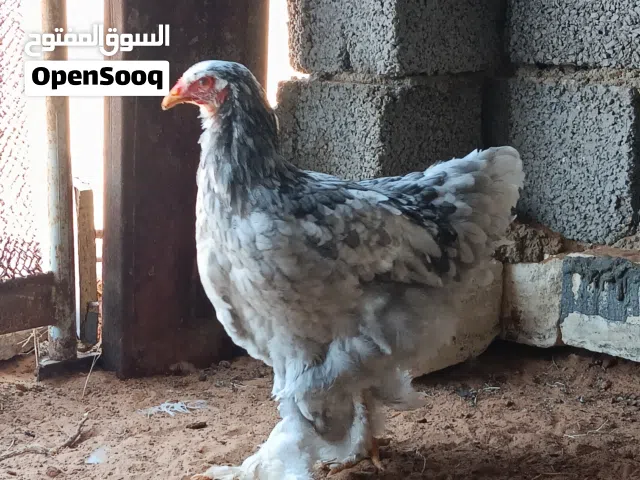 عتاتيق براهما فولى رصاصي
